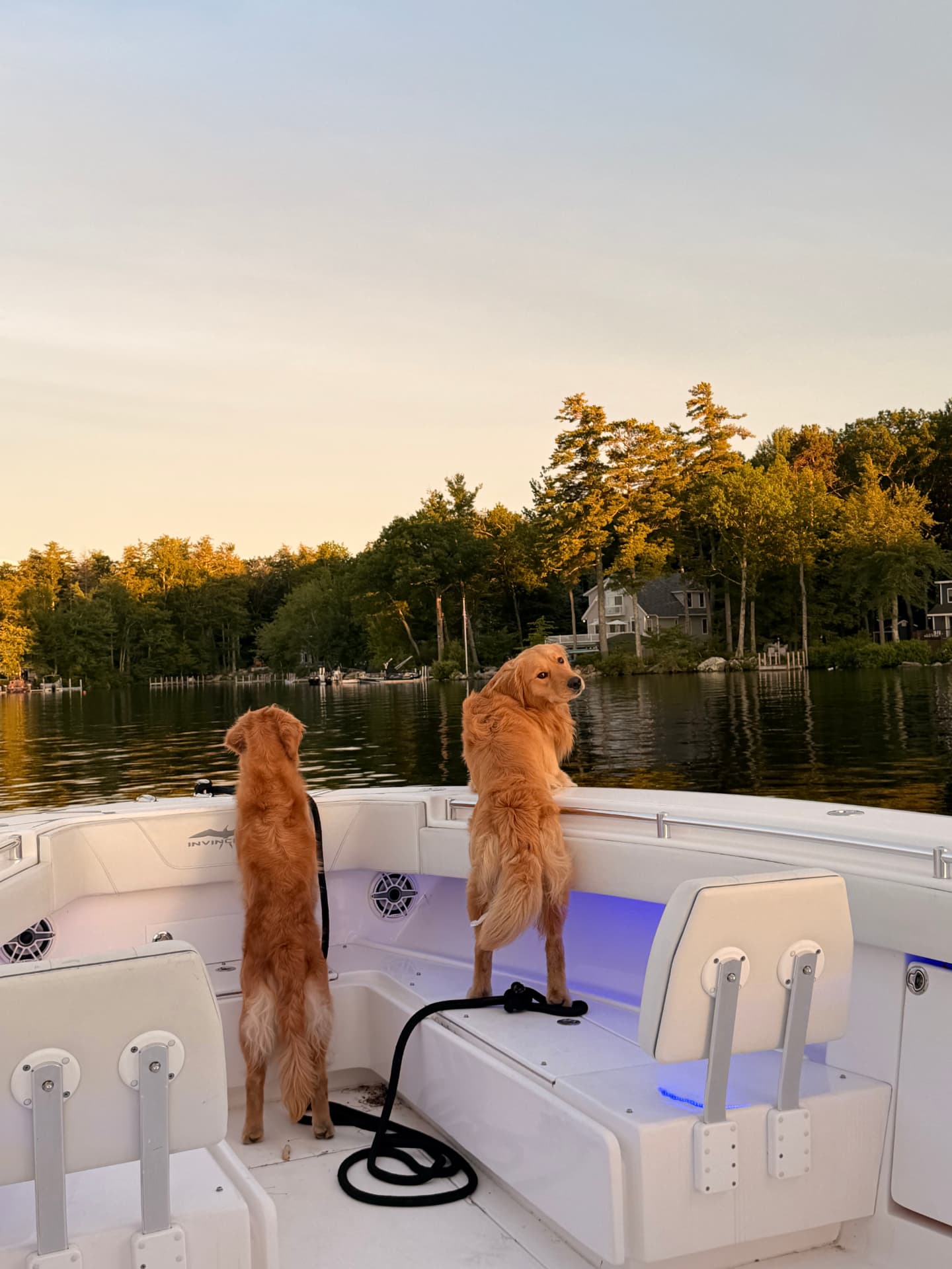 Hooter and Rigger, two golden retrievers, looking out over the lake from a boat