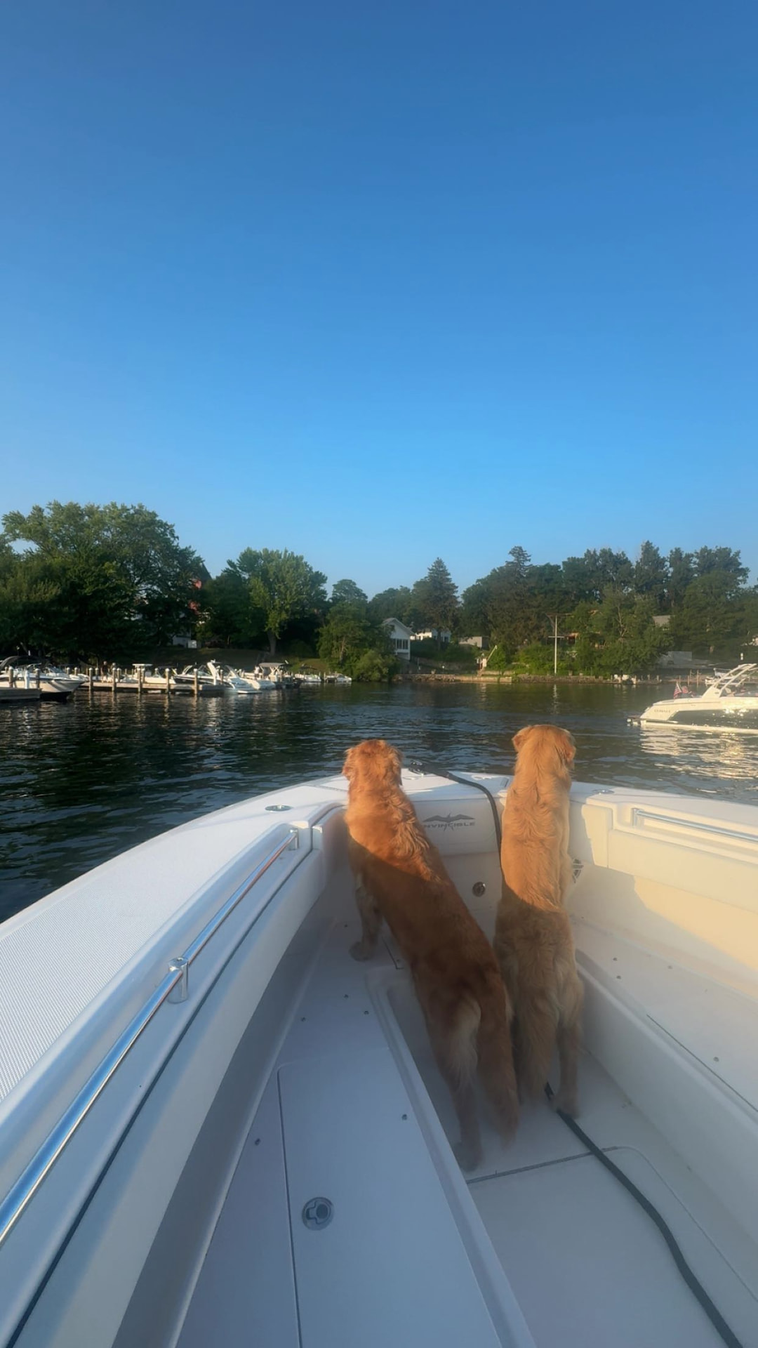Two golden retrievers looking out from the bow of a boat on Lake Winnipesaukee