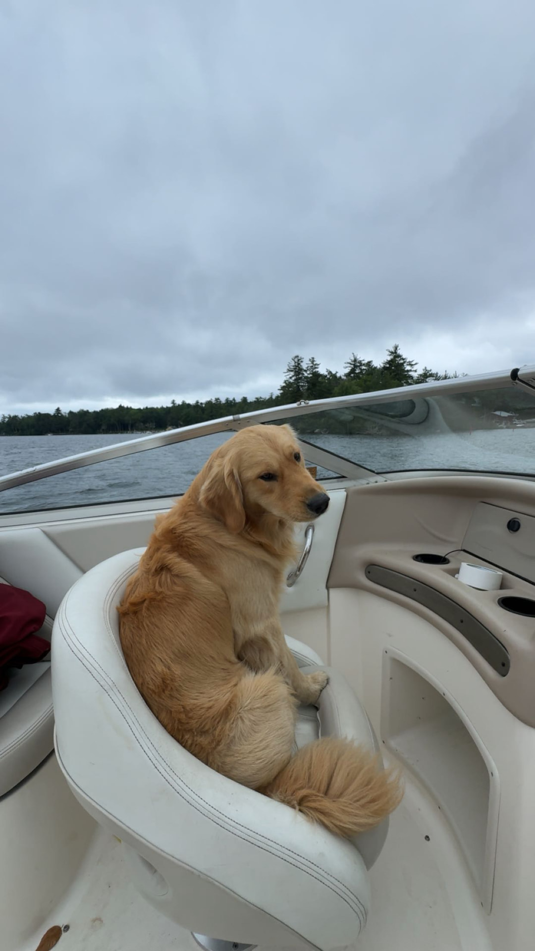 A golden retriever sitting in the captain's seat of a boat
